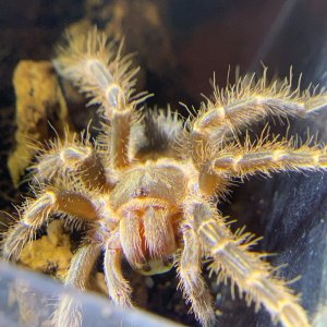 Grammostola pulchripes