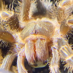 Grammostola pulchripes