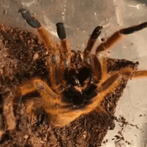 Obt