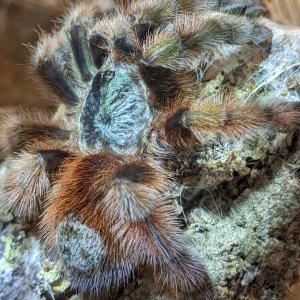 C versicolor chillaxing