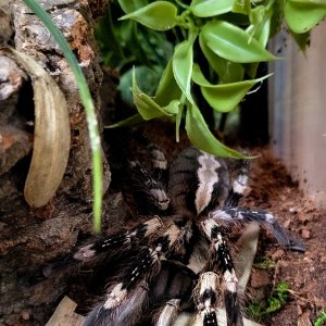 smithi