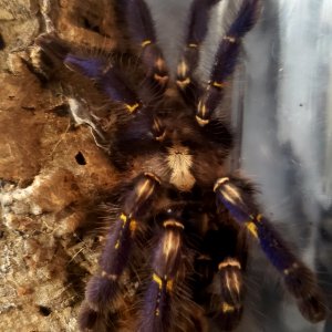 metallica male