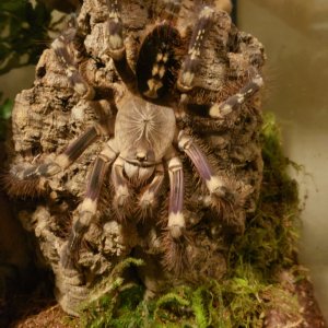 Subfusca