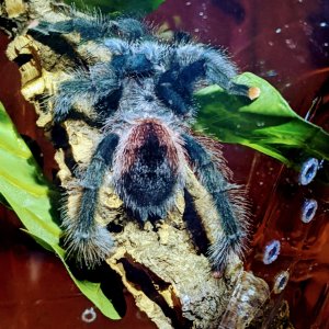 Avicularia avicularia female