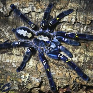 Poecilotheria metallica