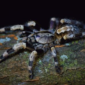 Poecilotheria miranda