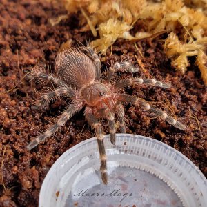 Acanthoscurria geniculata.jpg