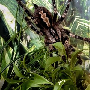 smithi