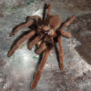 Thrigmopoeus insignis - Sirsi