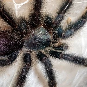 Avicularia M6