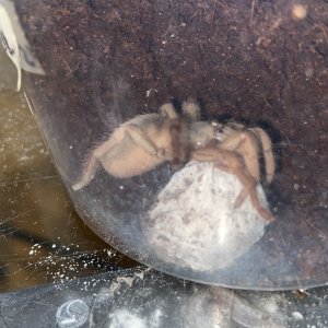 Neostenotarsus sp. french guiana sac