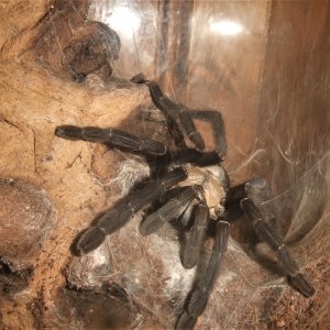 Cyriopagopus sp Hati Hati - Sula