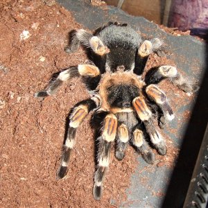 Brachypelma hamorii - Inca