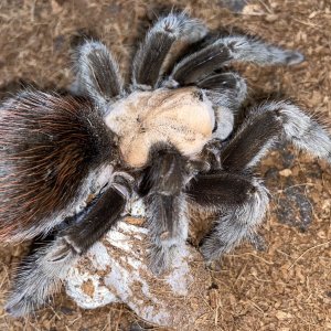 Brachypelma albiceps holding her eggsac