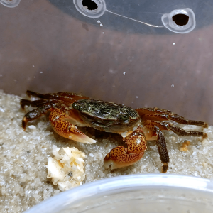 Striped shore crab