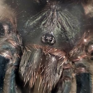 Avicularia