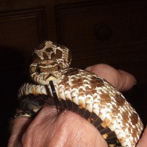 Heterodon nasicus (Western Hognose) - Wyatt