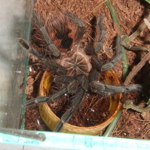 Pamphobeteus sp. machala - Ibarra