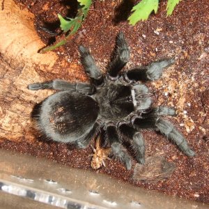 Grammostola pulchra - Massa