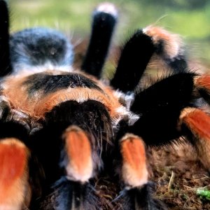 smithi