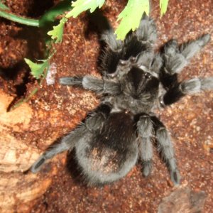 Grammostola pulchra - Massa