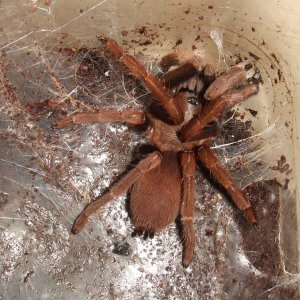 Thrigmopoeus insignis  - Sirsi