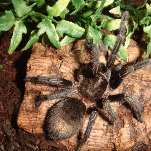 Thrixopelma pruriens - Putani