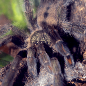 Psalmopoeus cambridgei