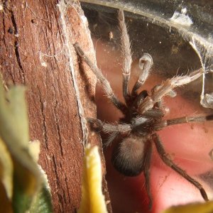 Pseudhapalopus sp. Blue - Nieva