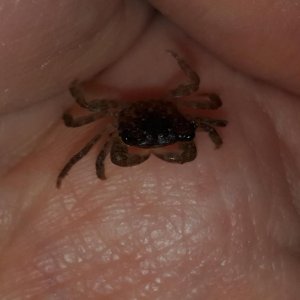 Pachygrapsus crassipes