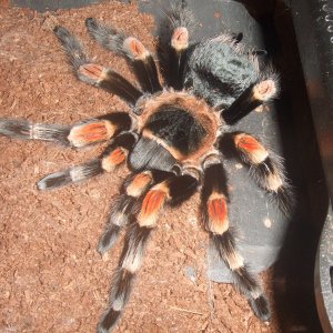 Brachypelma hamorii - Inca