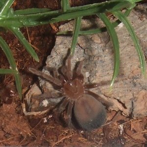 Brachypelma albiceps  - Cholula