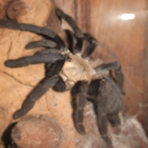 Cyriopagopus sp Hati Hati - Sula