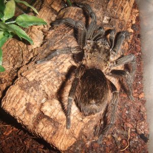 Thrixopelma pruriens - Putani