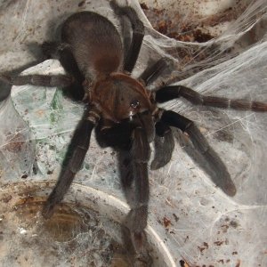 Orphnaecus sp negros - Bago