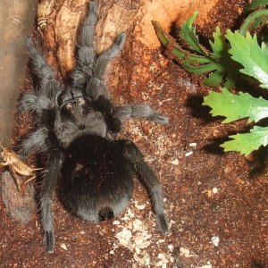 Grammostola pulchra - Massa