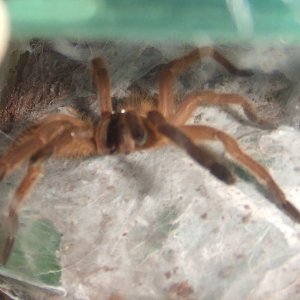 Chilobrachys guangxiensis - Sanya