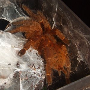 Pterinochilus murinus RCF - Haya