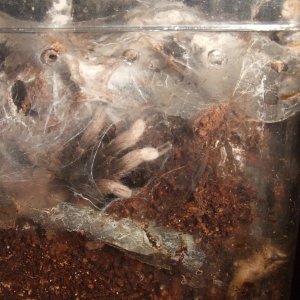 Phlogiellus moniqueverdezae - Syama
