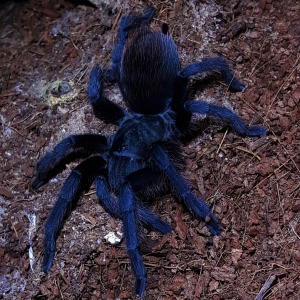 Aphonopelma vorhiesi