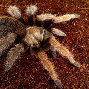 Aphonopelma eutylenum