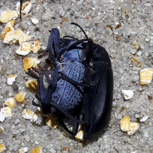 Eleodes and asbolus making an asboleodes pleaskillmei