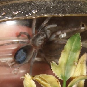 Pseudhapalopus sp. Blue - Neiva