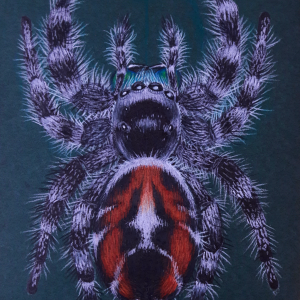 Phidippus phoenix