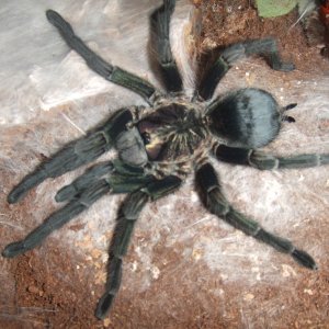 Phormictopus sp. full green - Guaba