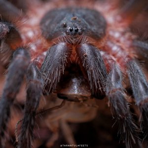 Sericopelma sp santa catalina