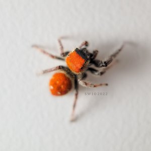 Phidippus whitmani male