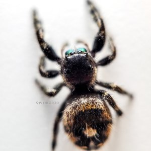 Phidippus audax bryantae female