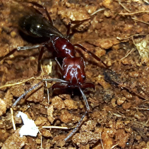 Trap-jaw ant