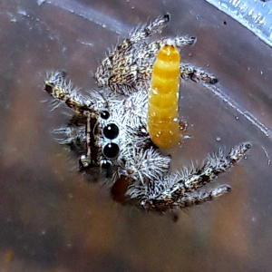 Phidippus comatus